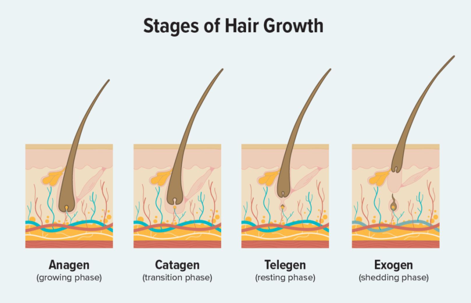 Understanding the Hair Growth Cycle: A Complete Guide