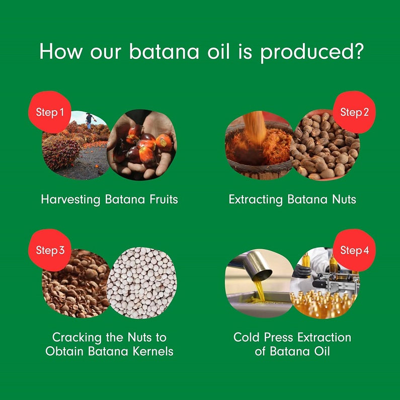 Batana oil production infographic with steps: harvest, extract, crack, cold-press