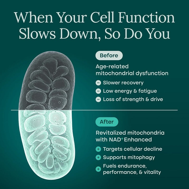 Infographic showing cells labeled Before and After cell function slowdown.
