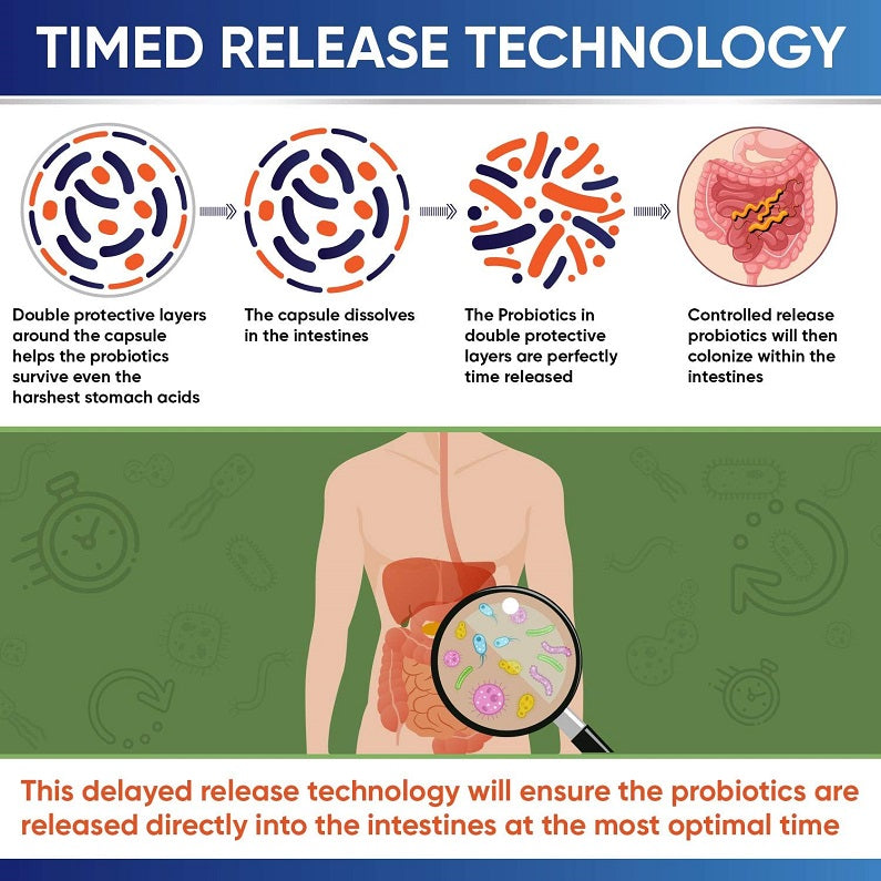 Timed-release probiotic supplement infographic with gut delivery layers and controlled release