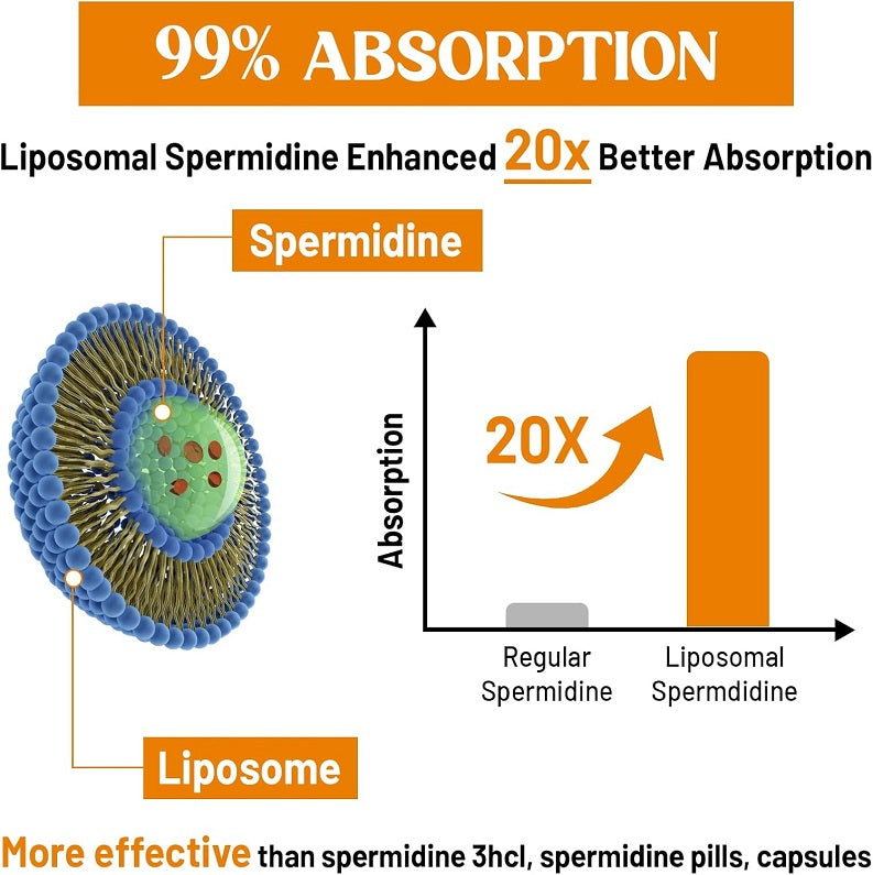 Liposomal spermidine absorption infographic with 99% absorption and liposome diagram