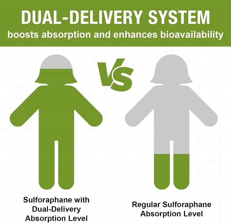 Dual-delivery sulforaphane absorption comparison infographic with two figure icons