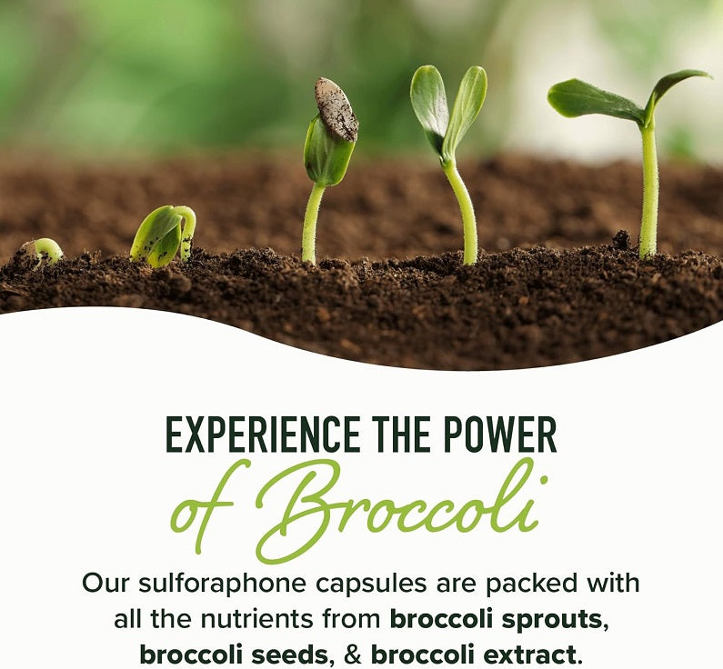 Broccoli sprouts growing in soil with green leaves