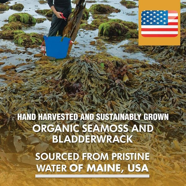 Hand harvesting organic sea moss and bladderwrack from pristine Maine water