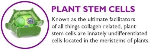 Plant stem cells information graphic with green illustration