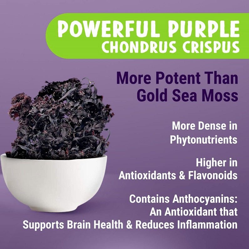 Purple sea moss chondrus crisp flakes in white bowl, dark supplement ingredients