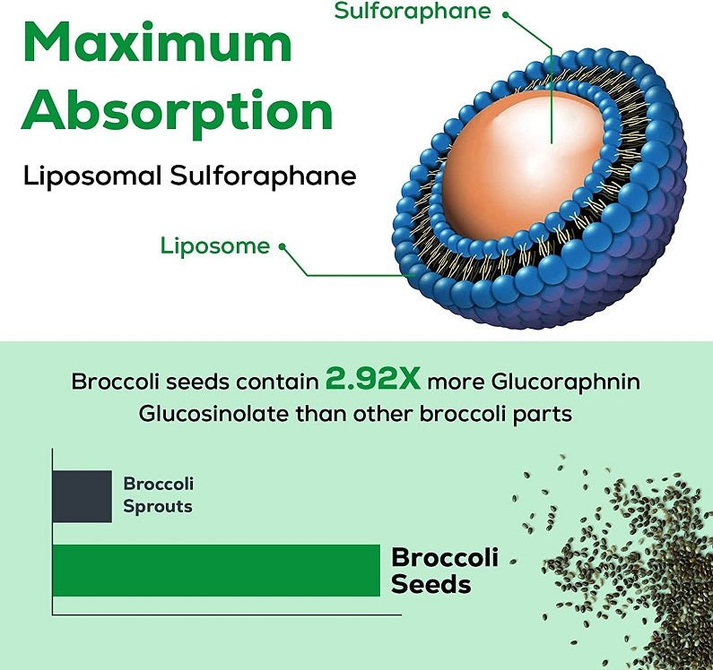 Liposomal sulforaphane maximum absorption infographic with liposome graphic