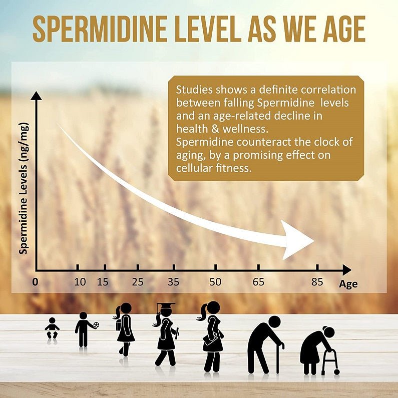 Spermidine level infographic with age line and health wellness claim for supplement